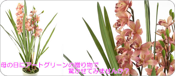 y̓O[zWrW[a