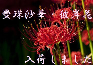 曼珠沙華・彼岸花