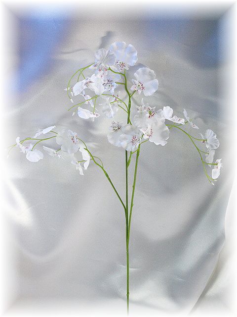 オンシジュームスプレー(ホワイト)