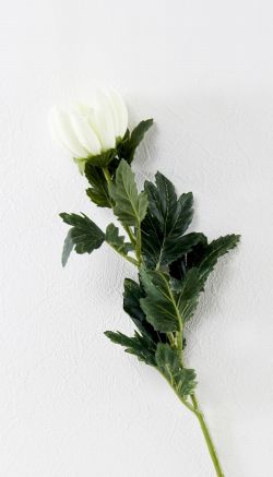 【造花・アートフラワー・シルクフラワー】菊（クリーム）